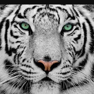 Meet your Posher, Hosam